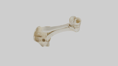 3D model Human Tibia Skeleton model VR / AR / low-poly