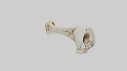 3D model Human Tibia Skeleton model VR / AR / low-poly