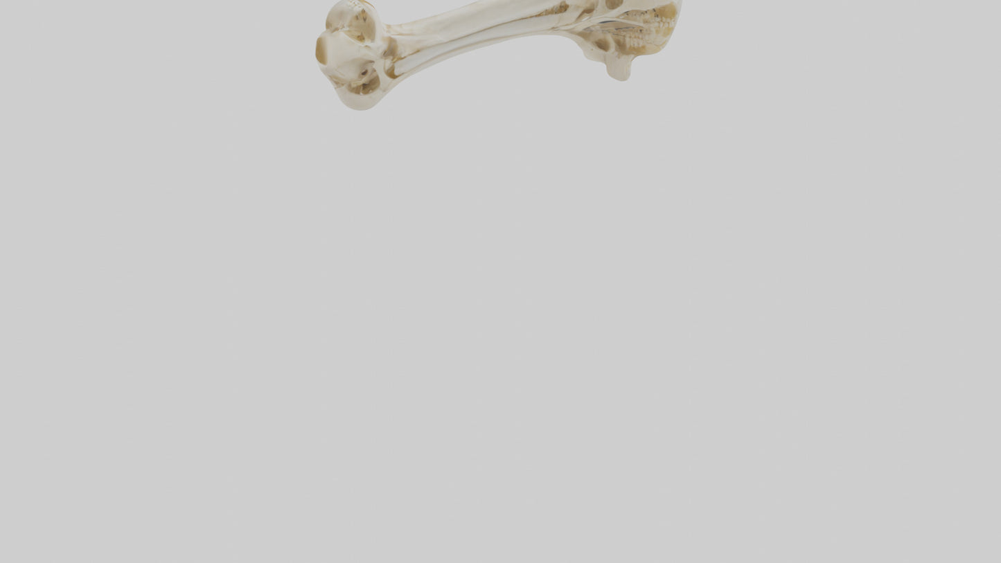 3D model Human Tibia Skeleton model VR / AR / low-poly