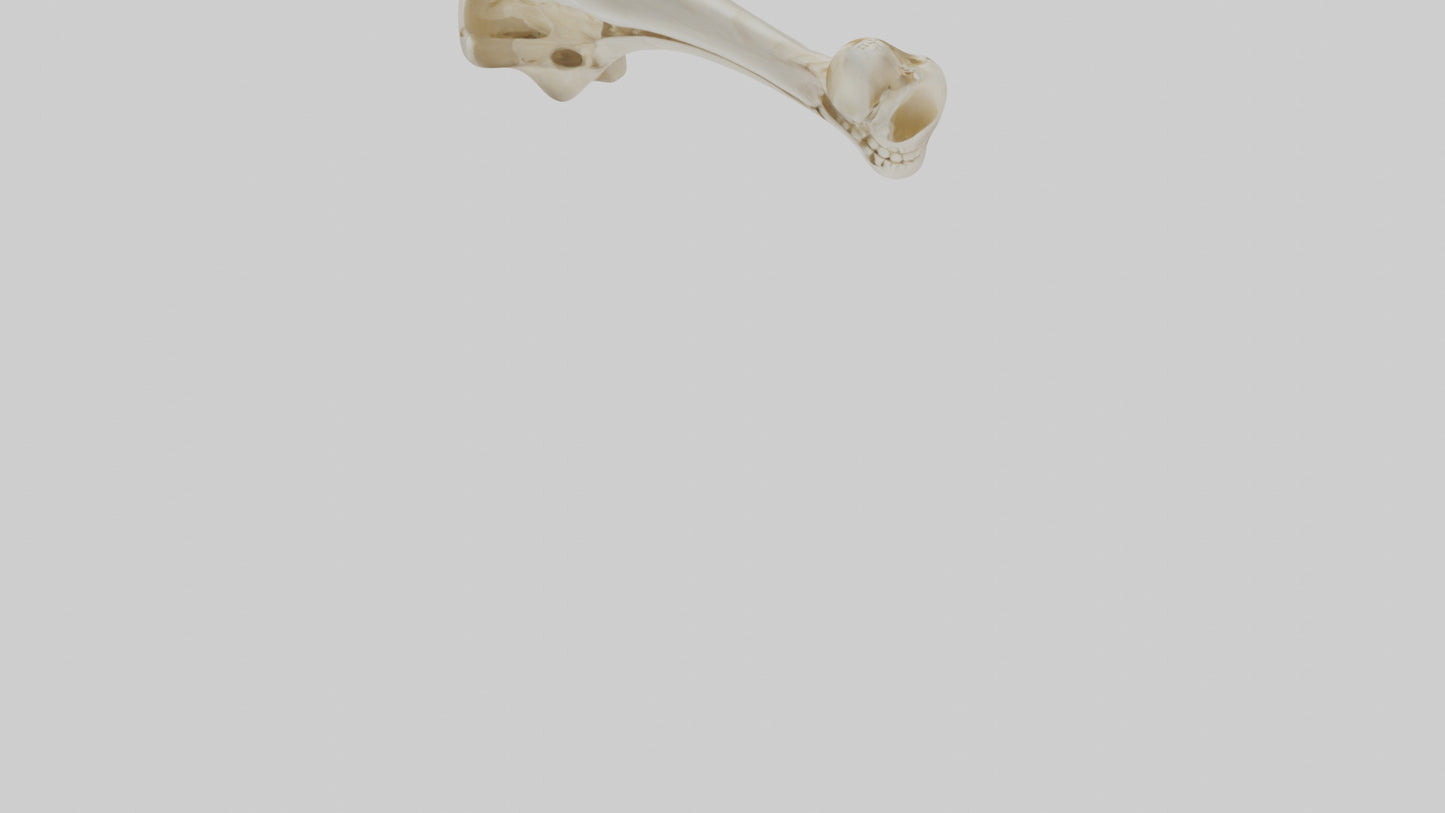 3D model Human Tibia Skeleton model VR / AR / low-poly
