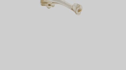 3D model Human Tibia Skeleton model VR / AR / low-poly