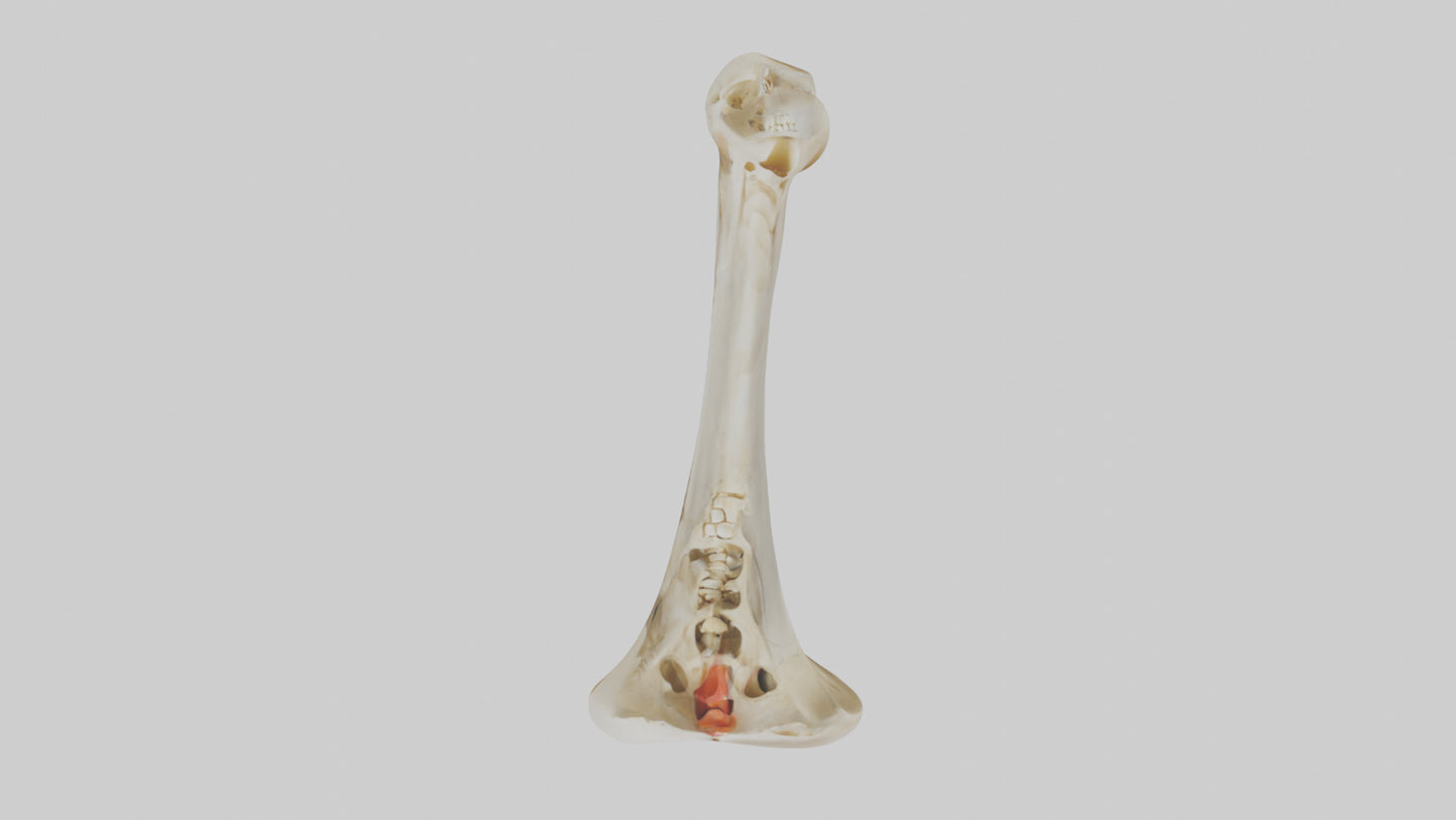 3D model Human Tibia Skeleton model VR / AR / low-poly