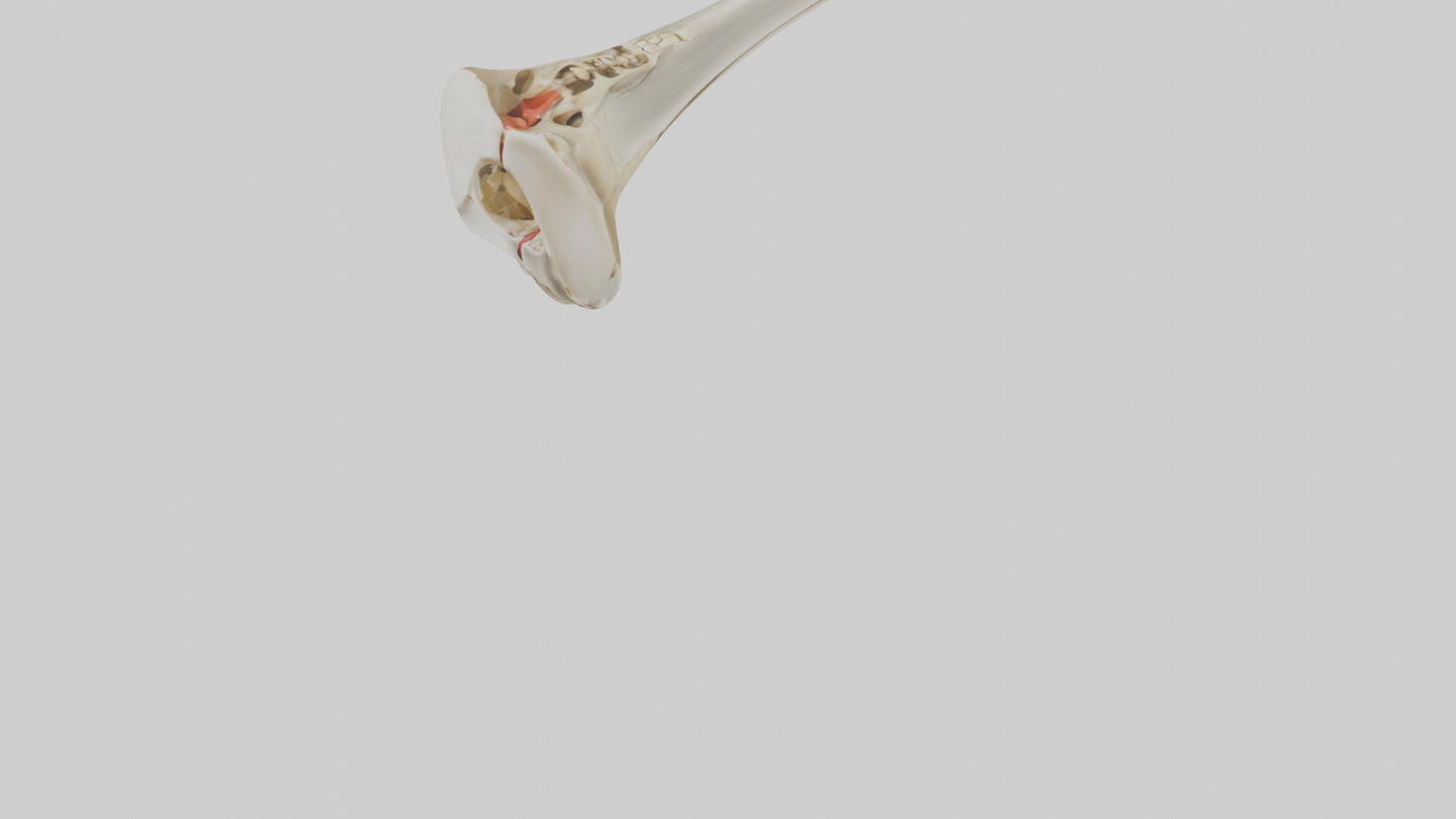 3D model Human Tibia Skeleton model VR / AR / low-poly