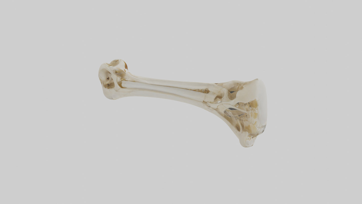 3D model Human Tibia Skeleton model VR / AR / low-poly
