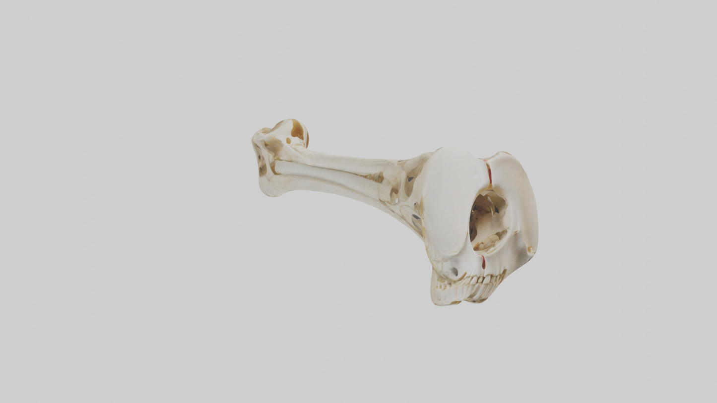 3D model Human Tibia Skeleton model VR / AR / low-poly