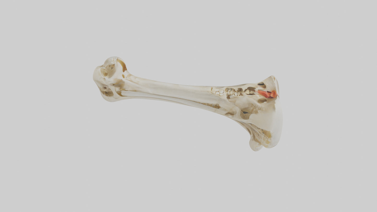 3D model Human Tibia Skeleton model VR / AR / low-poly