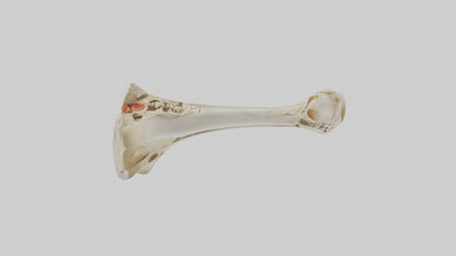 3D model Human Tibia Skeleton model VR / AR / low-poly