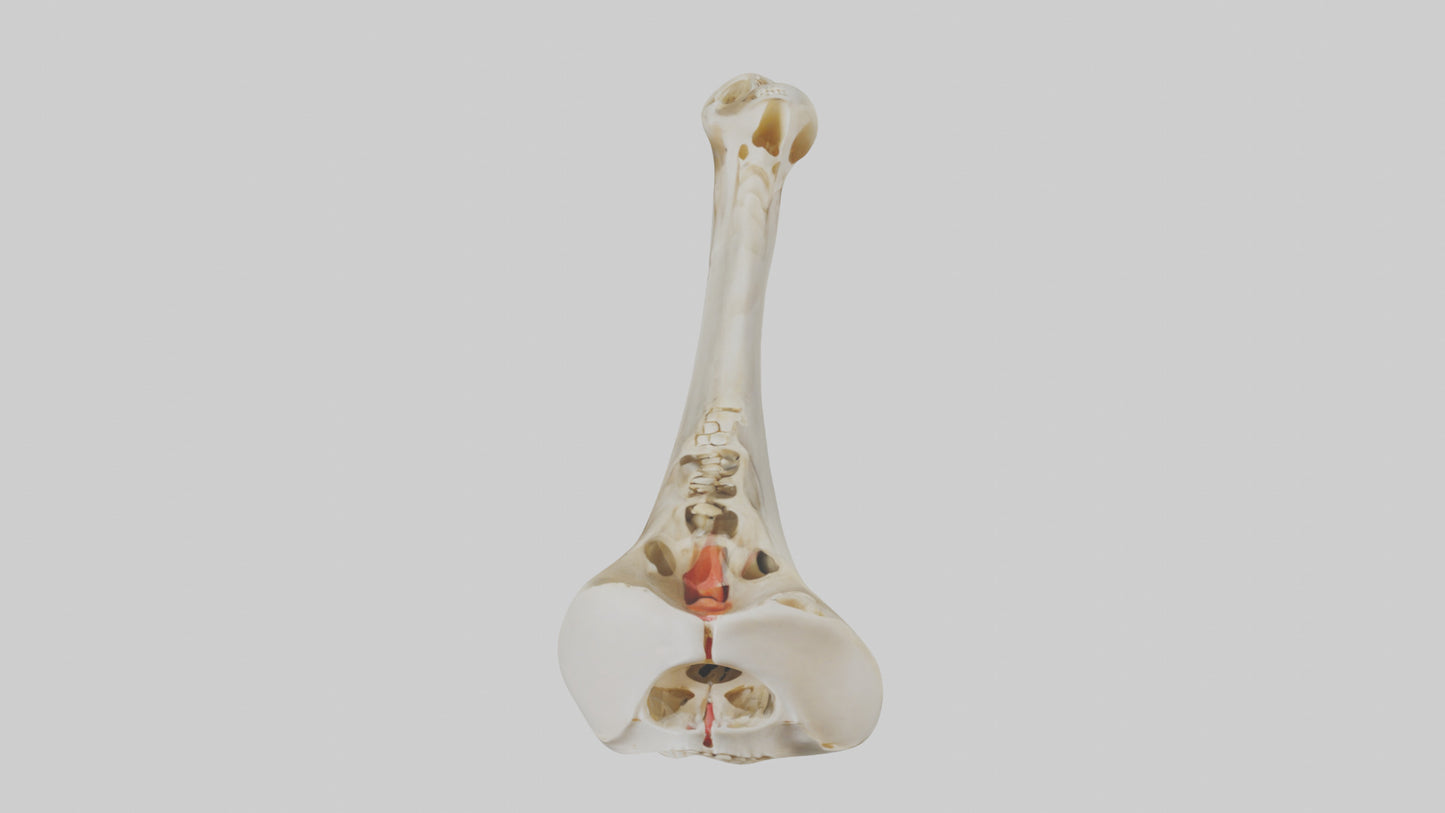 3D model Human Tibia Skeleton model VR / AR / low-poly