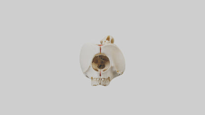 3D model Human Tibia Skeleton model VR / AR / low-poly