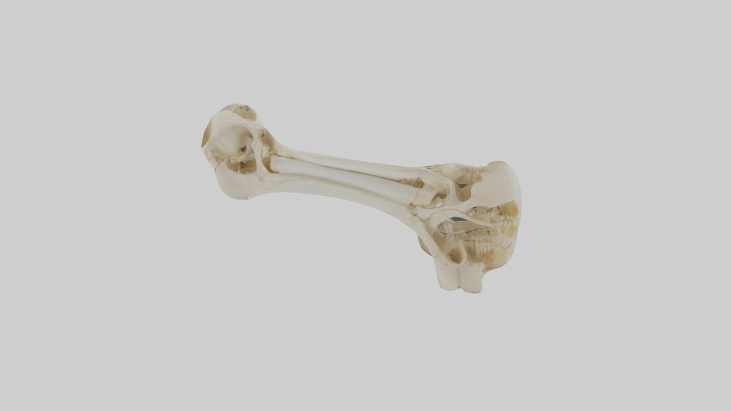 3D model Human Tibia Skeleton model VR / AR / low-poly