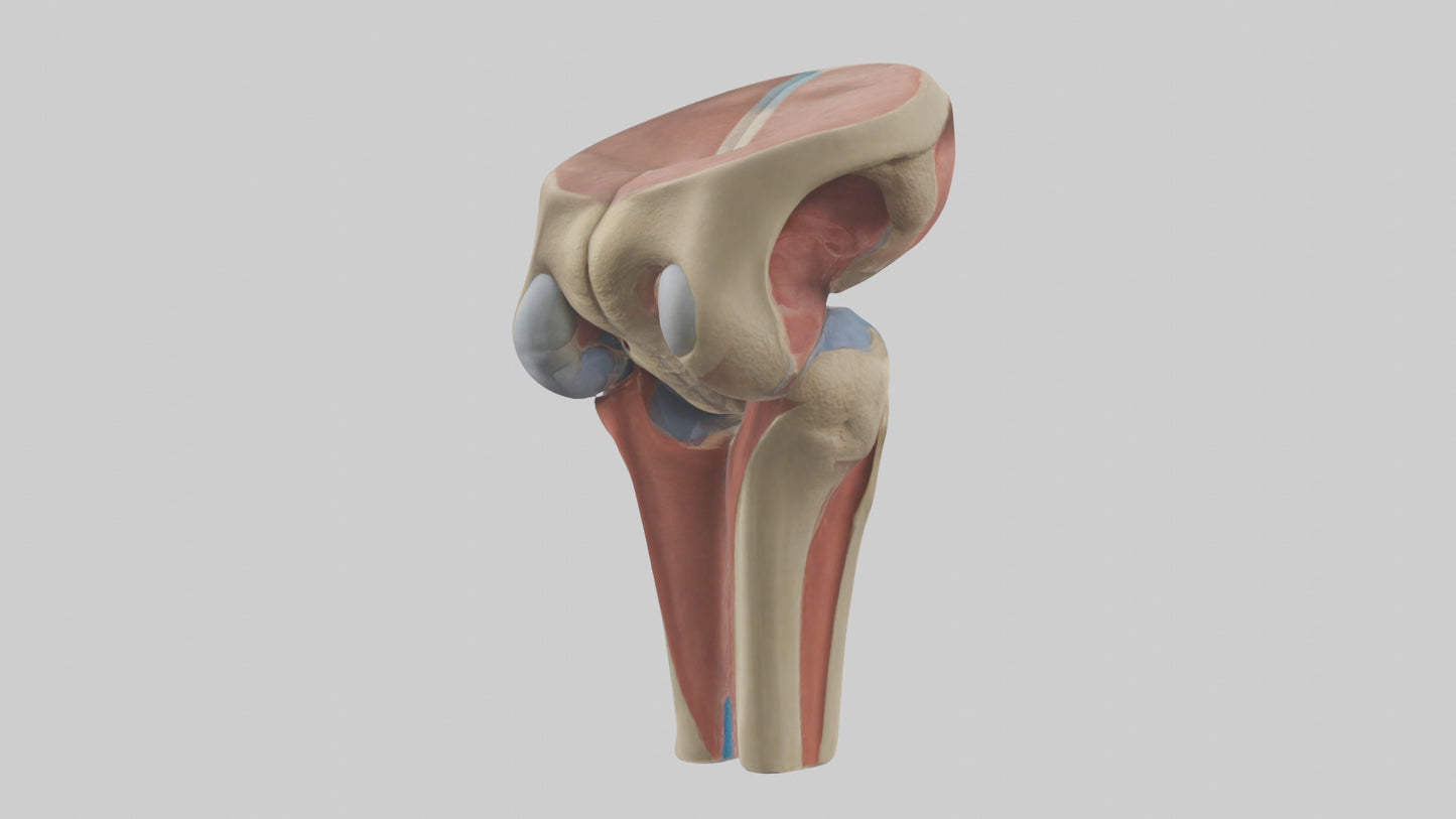 3D model Human Tibial Plateau Model VR / AR / low-poly
