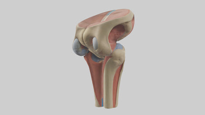 3D model Human Tibial Plateau Model VR / AR / low-poly