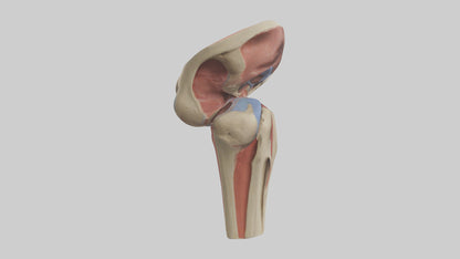 3D model Human Tibial Plateau Model VR / AR / low-poly