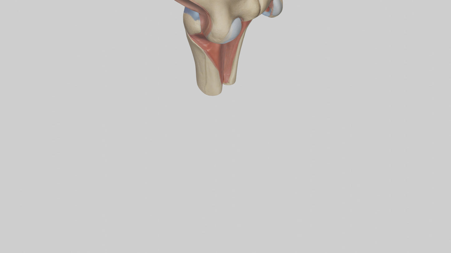 3D model Human Tibial Plateau Model VR / AR / low-poly