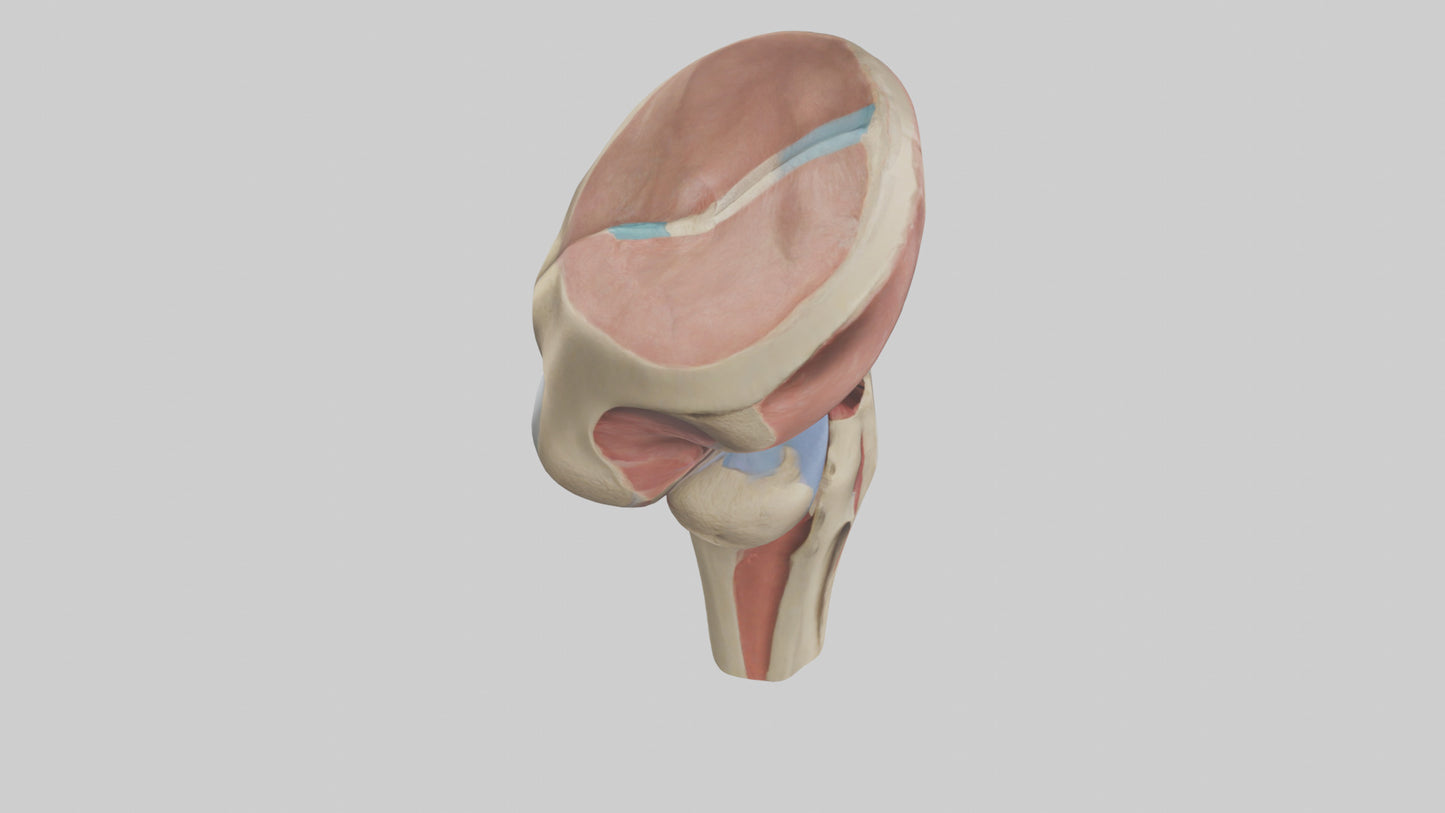 3D model Human Tibial Plateau Model VR / AR / low-poly