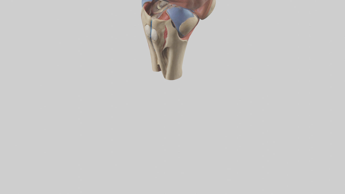 3D model Human Tibial Plateau Model VR / AR / low-poly