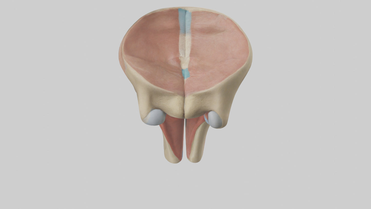 3D model Human Tibial Plateau Model VR / AR / low-poly