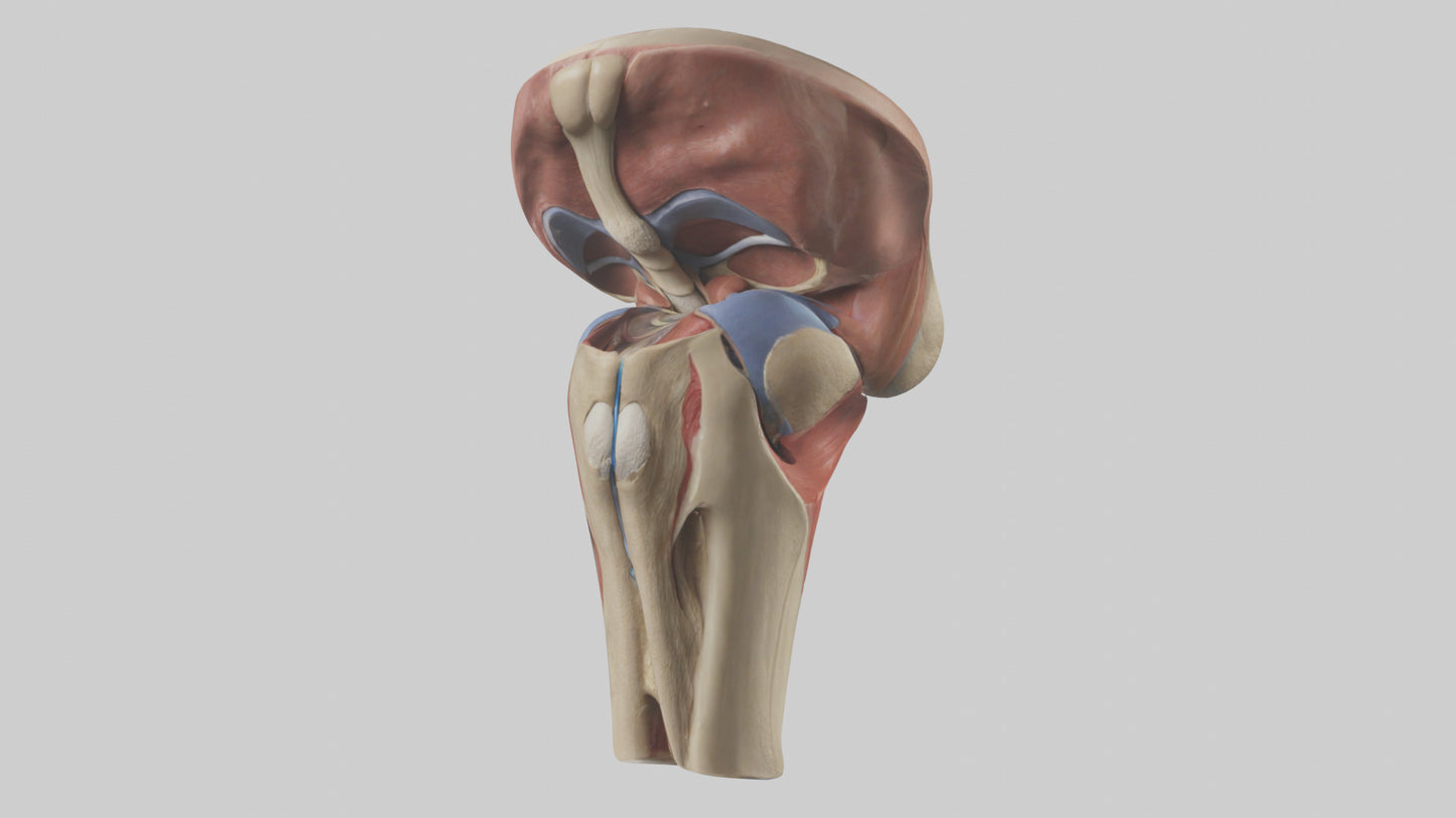 3D model Human Tibial Plateau Model VR / AR / low-poly