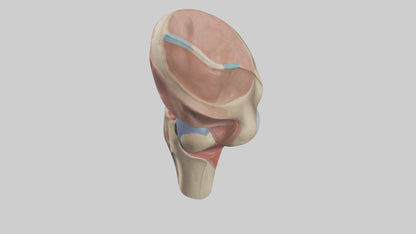 3D model Human Tibial Plateau Model VR / AR / low-poly