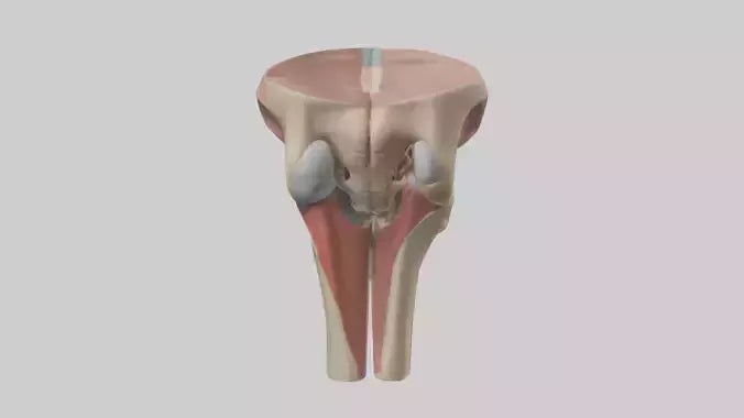 3D model Human Tibial Plateau Model VR / AR / low-poly