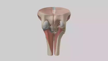 3D model Human Tibial Plateau Model VR / AR / low-poly