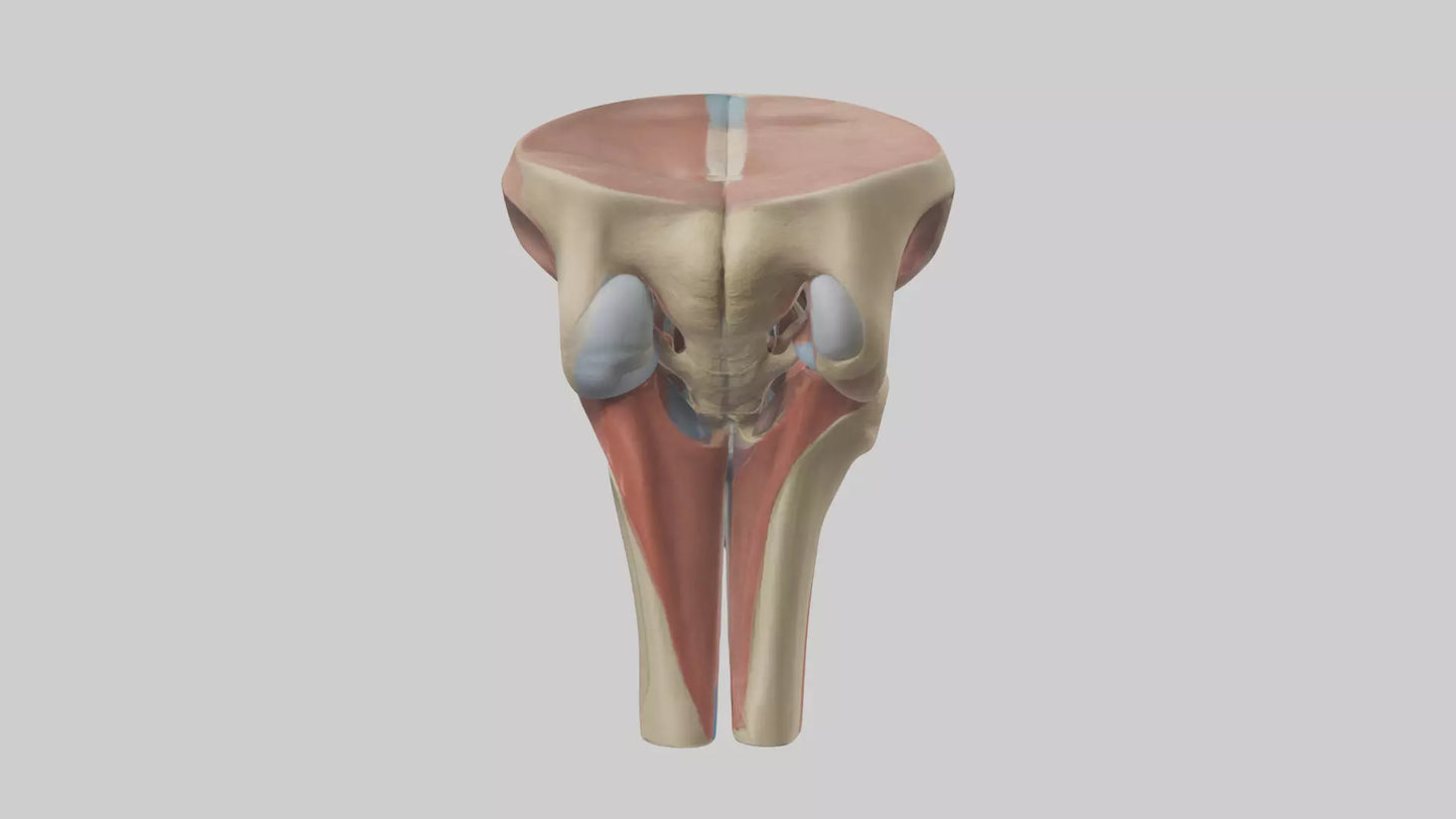 3D model Human Tibial Plateau Model VR / AR / low-poly