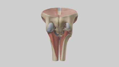 3D model Human Tibial Plateau Model VR / AR / low-poly