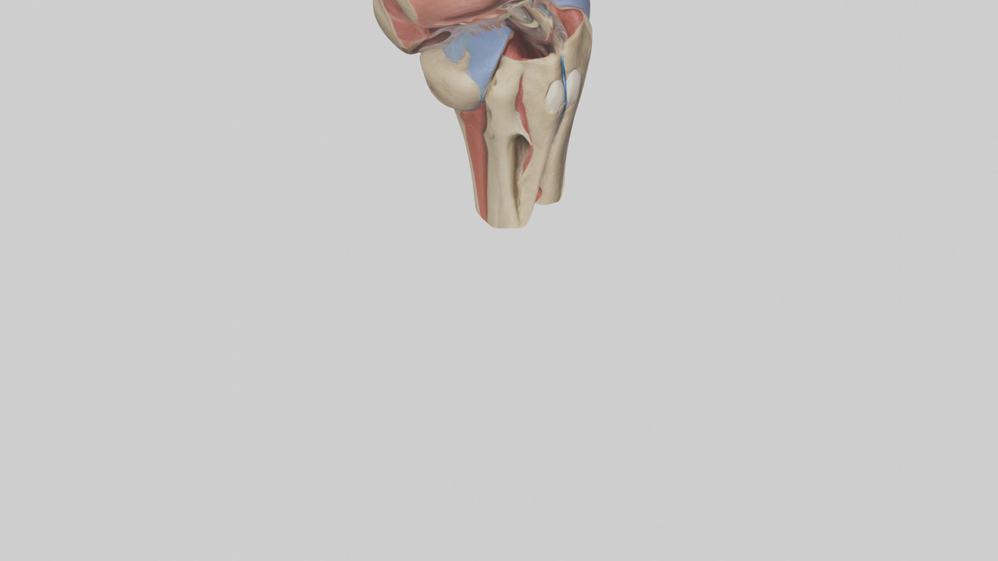 3D model Human Tibial Plateau Model VR / AR / low-poly