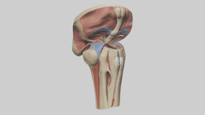 3D model Human Tibial Plateau Model VR / AR / low-poly