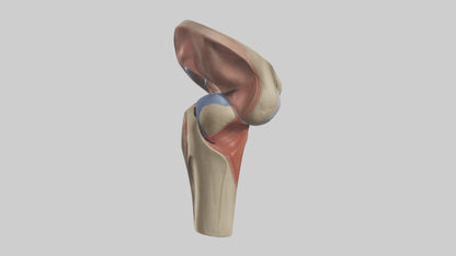 3D model Human Tibial Plateau Model VR / AR / low-poly