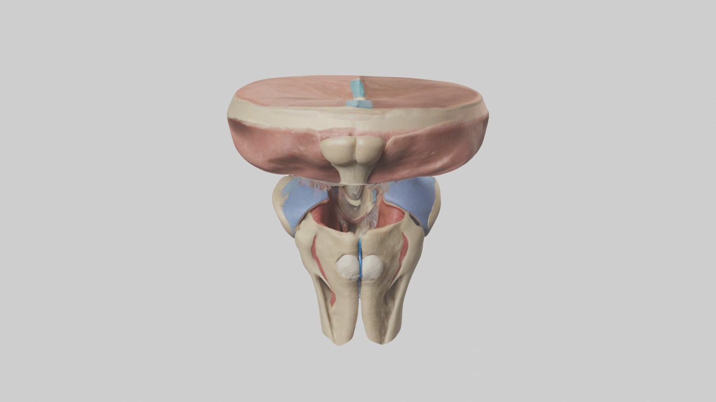 3D model Human Tibial Plateau Model VR / AR / low-poly