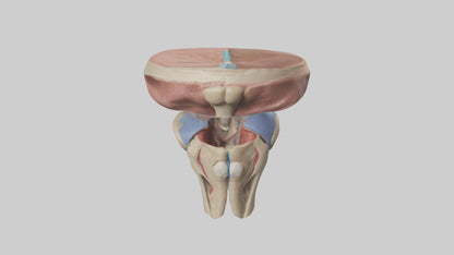 3D model Human Tibial Plateau Model VR / AR / low-poly