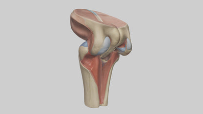 3D model Human Tibial Plateau Model VR / AR / low-poly