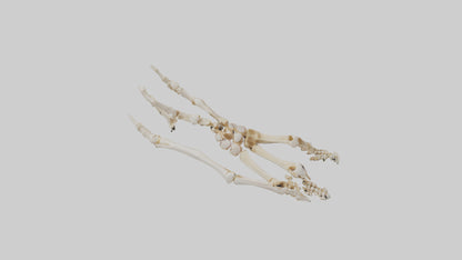 Human Toe Skeleton model VR / AR / low-poly