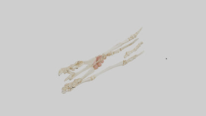 Human Toe Skeleton model VR / AR / low-poly