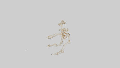Human Toe Skeleton model VR / AR / low-poly
