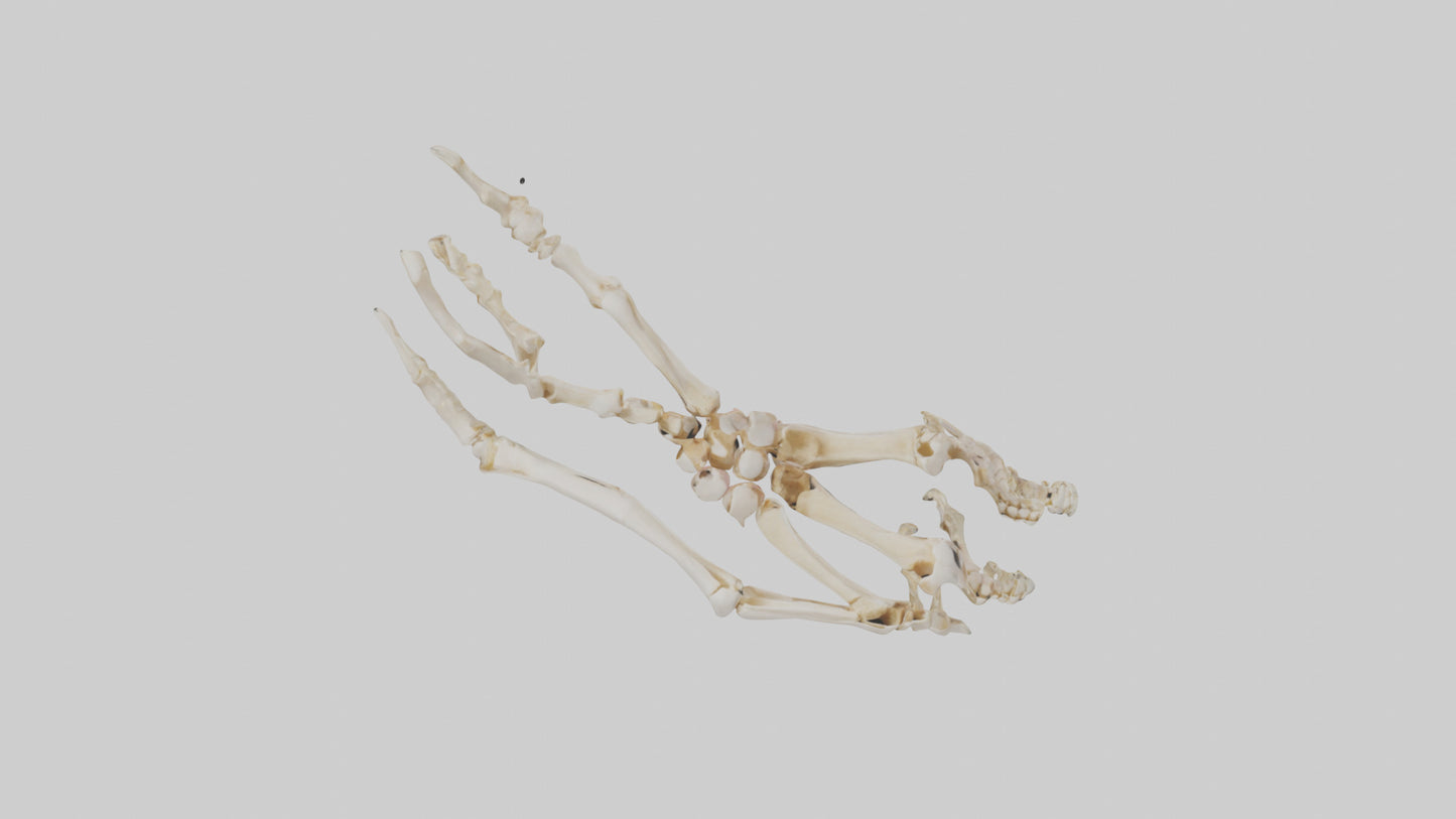 Human Toe Skeleton model VR / AR / low-poly