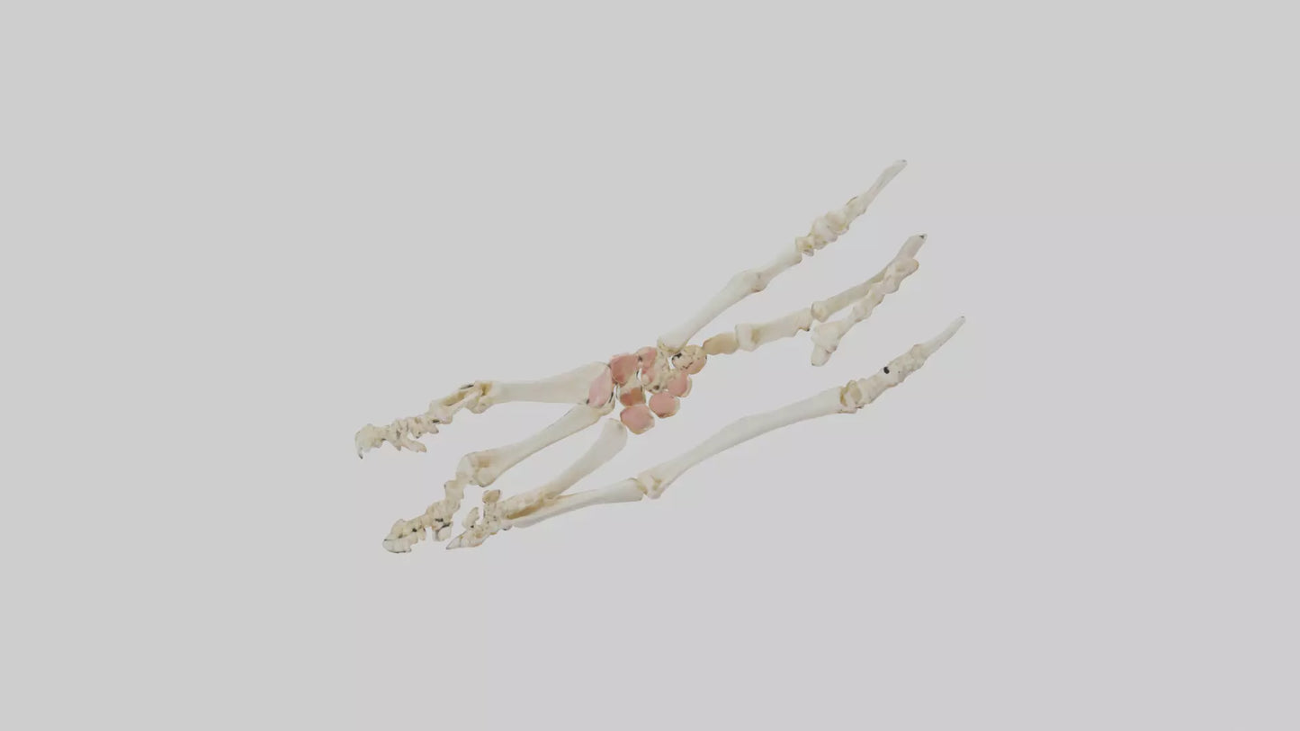 Human Toe Skeleton model VR / AR / low-poly