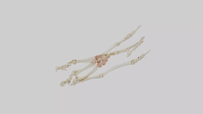 Human Toe Skeleton model VR / AR / low-poly