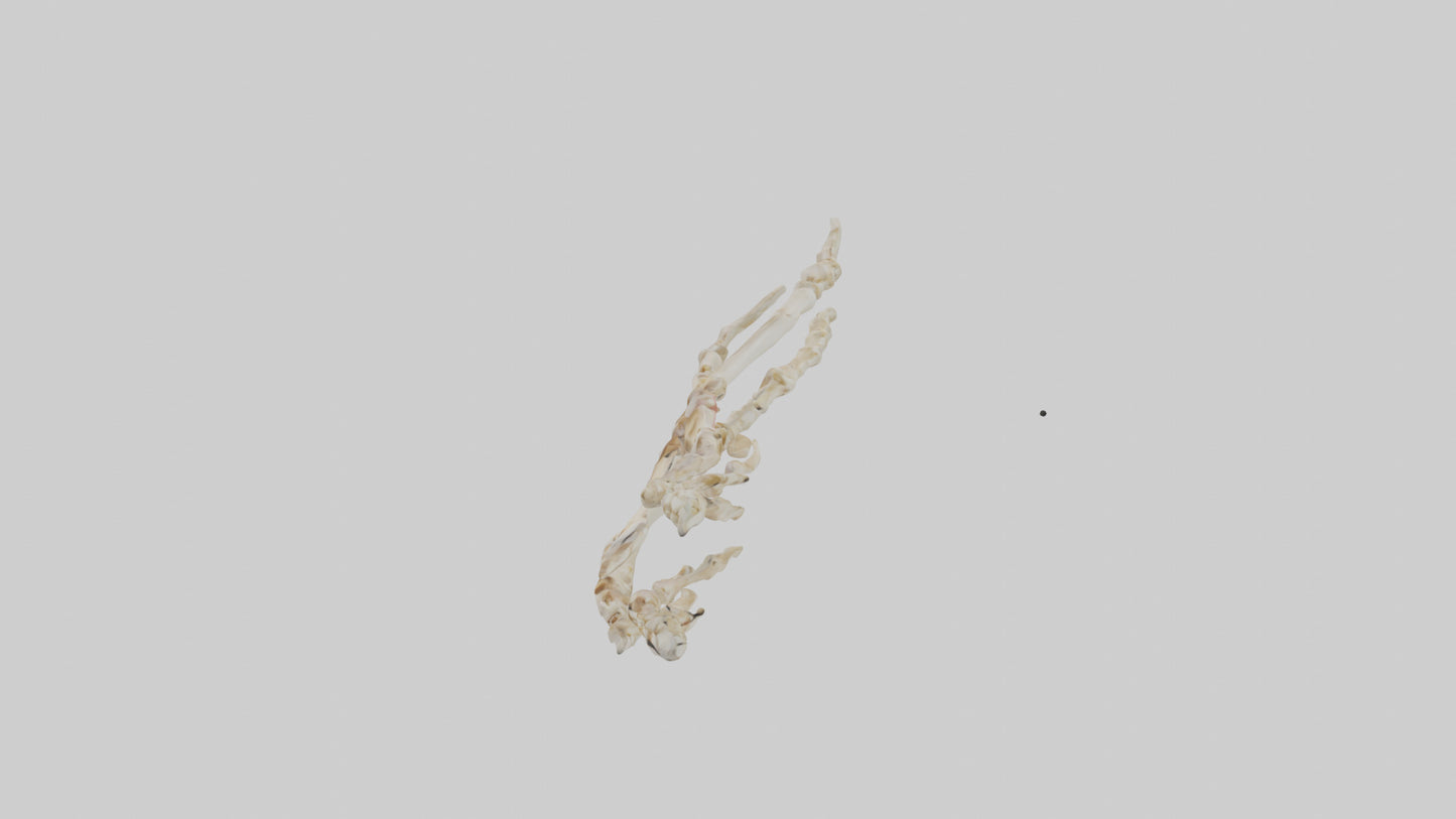 Human Toe Skeleton model VR / AR / low-poly