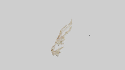 Human Toe Skeleton model VR / AR / low-poly