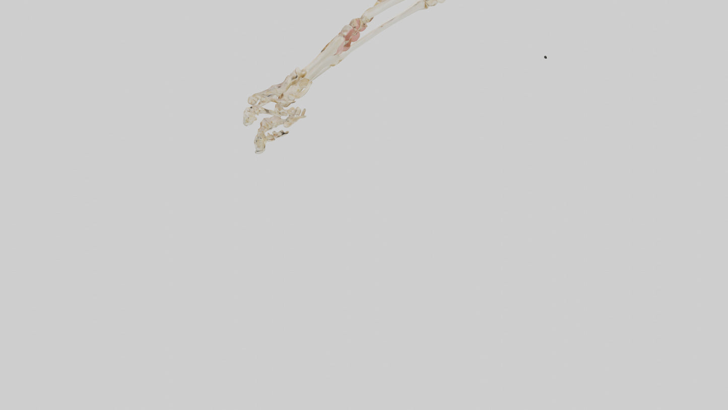 Human Toe Skeleton model VR / AR / low-poly