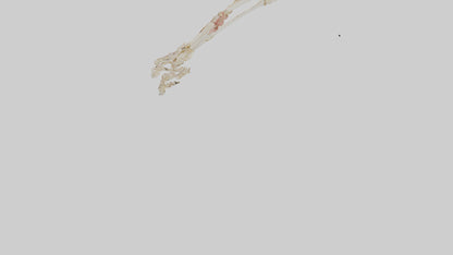 Human Toe Skeleton model VR / AR / low-poly