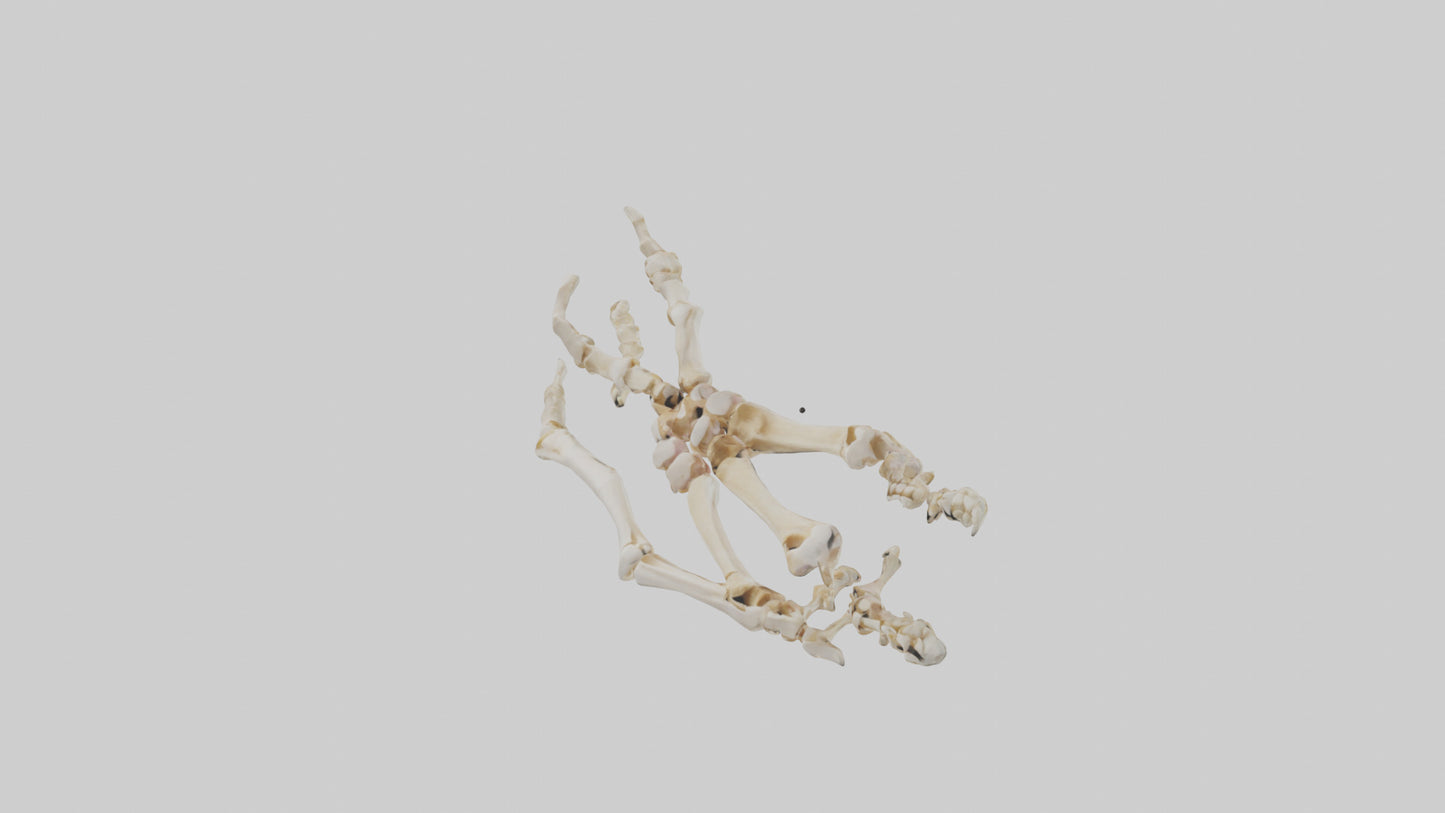 Human Toe Skeleton model VR / AR / low-poly