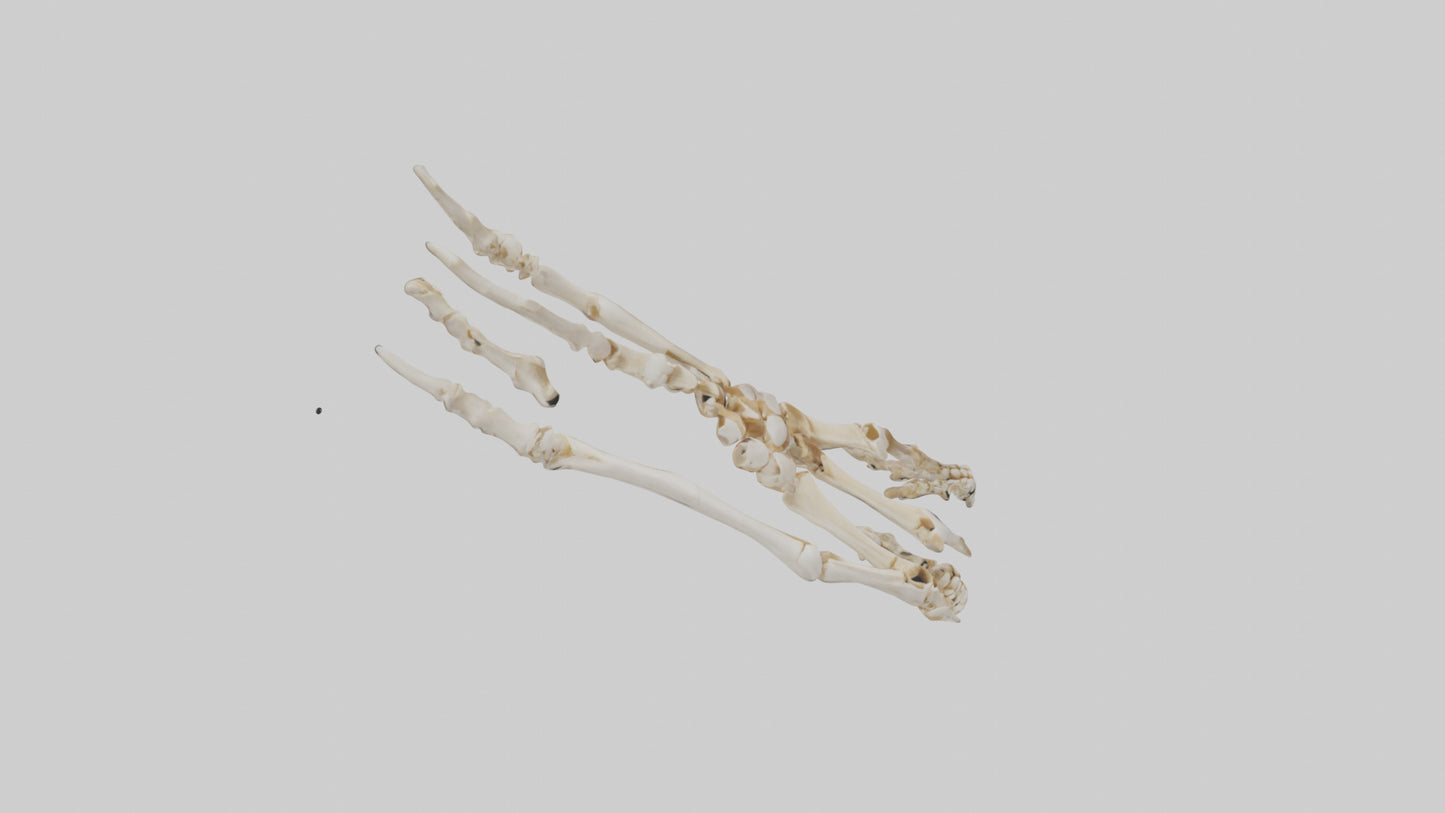 Human Toe Skeleton model VR / AR / low-poly