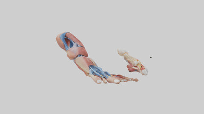 3D model Human Toes Anatomy Model VR / AR / low-poly