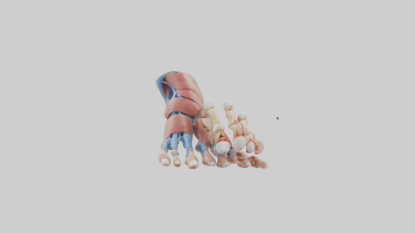 3D model Human Toes Anatomy Model VR / AR / low-poly