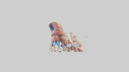 3D model Human Toes Anatomy Model VR / AR / low-poly