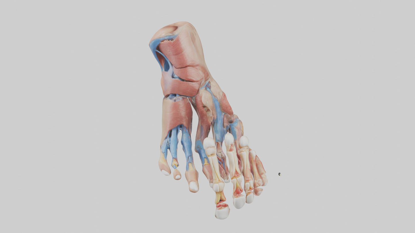 3D model Human Toes Anatomy Model VR / AR / low-poly