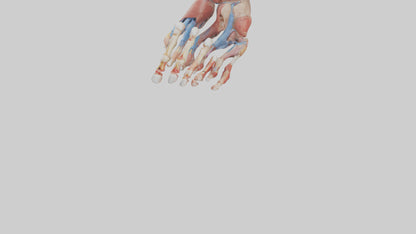 3D model Human Toes Anatomy Model VR / AR / low-poly